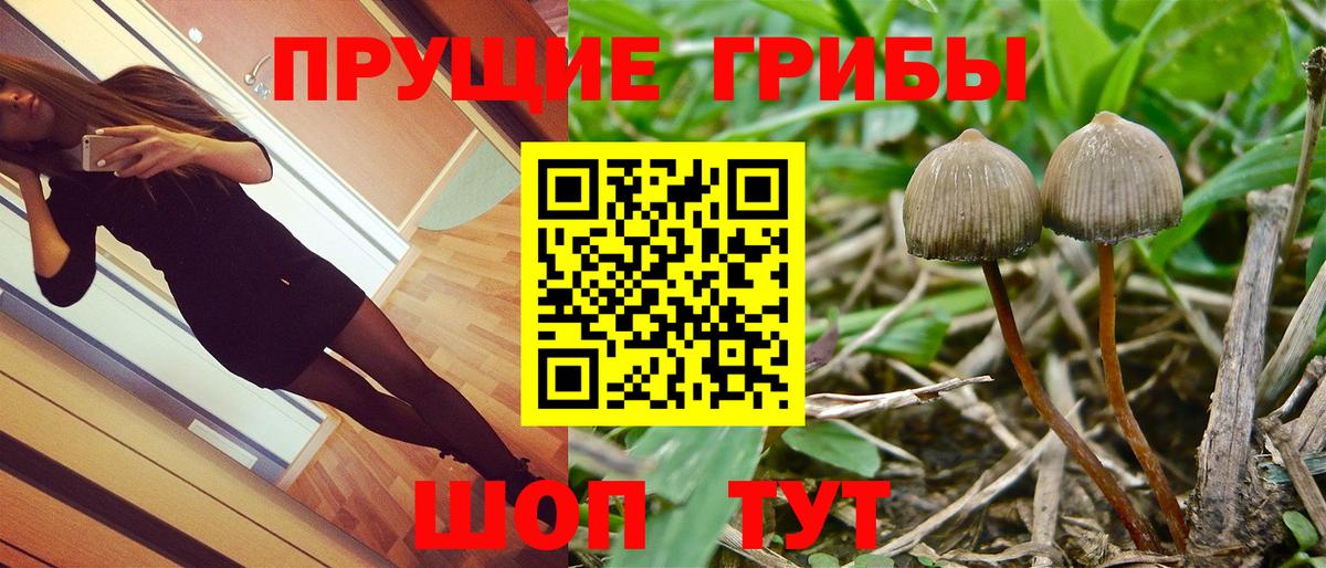 Галлюциногенные грибы Psilocybine cubensis  где найти   Калач-на-Дону  Вход с VPN 